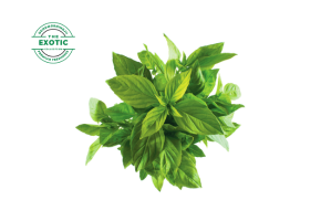 Basil - Exotic